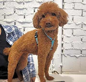 Photo of Poppy (HDS)