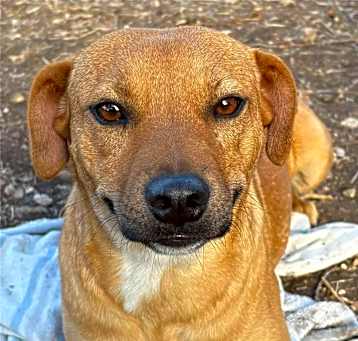 Photo of Shasta