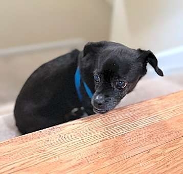 Photo of Rocco