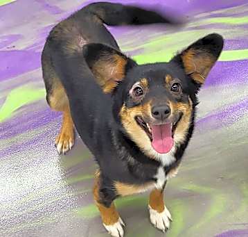 Photo of Stella