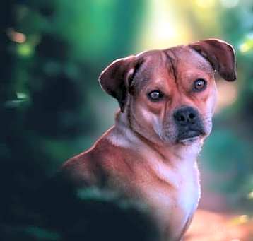 Photo of Penny