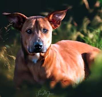 Photo of Beau