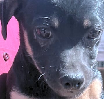 Photo of Max