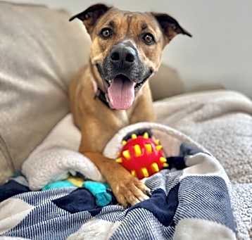 Photo of Fancy -- SPONSORED ADOPTION FE