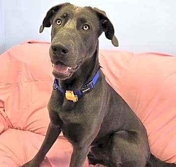 Photo of Ruger