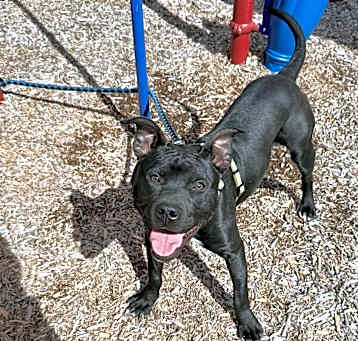 Photo of Bullet