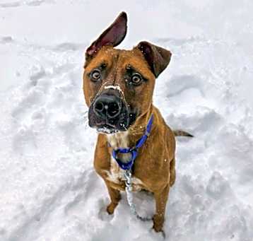 Photo of Cooper
