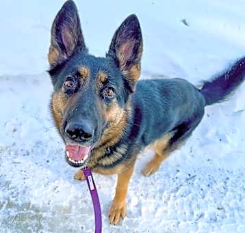 Photo of Koda