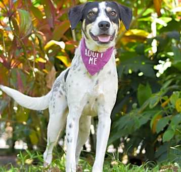 Photo of Sweet Pea