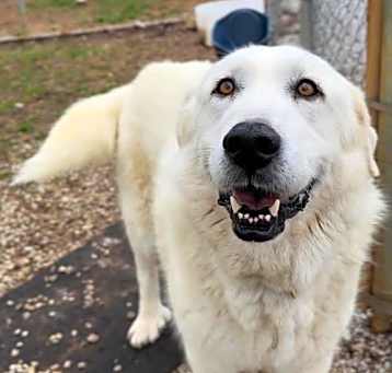 Photo of Bailey- coming in May 18