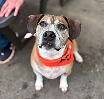 Photo of Roscoe