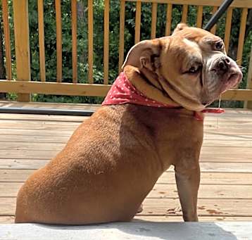 Photo of Bella