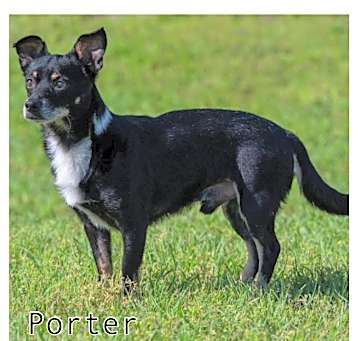 Photo of Porter