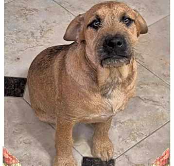 Photo of Brownie