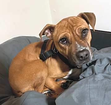 Photo of Riley