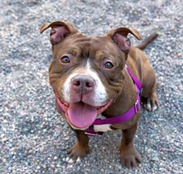 Photo of Coco