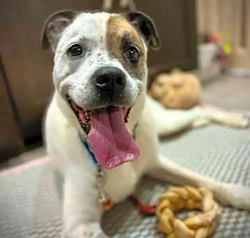 Photo of Willa (Foster or Adopter Needed!)