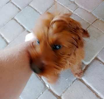 Photo of Gracie