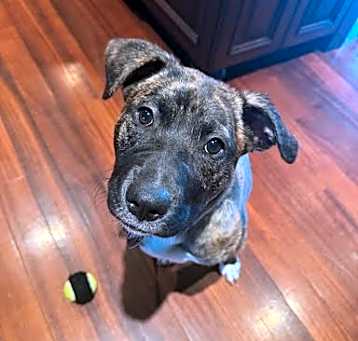 Photo of Bindi