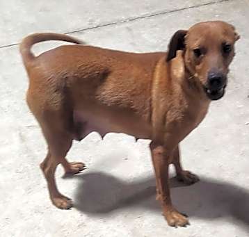 Photo of ruby