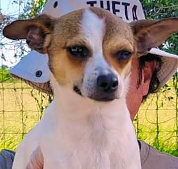 Photo of Bandit