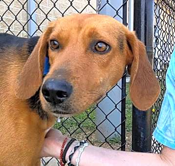 Photo of GERTRUDE ★ Available NOW - ADOPTION or RESCUE!