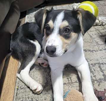 Photo of Princess. ADOPTED
