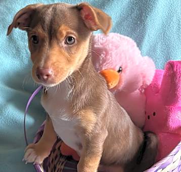 Photo of Coco