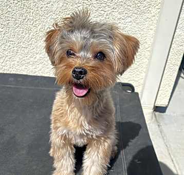 Photo of Peach