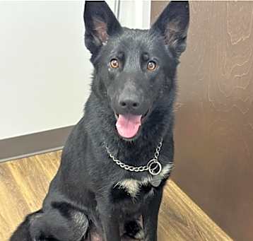 Photo of GRETCHEN ★ Available NOW - ADOPTION or RESCUE!