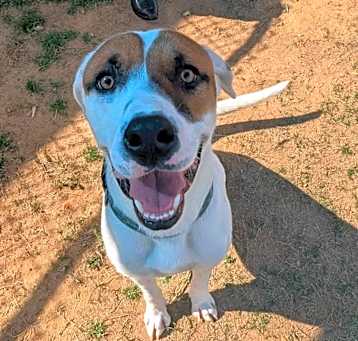Photo of REX ★ Available NOW - ADOPTION or RESCUE!