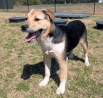 Photo of JUDY ★ Available NOW - ADOPTION or RESCUE!