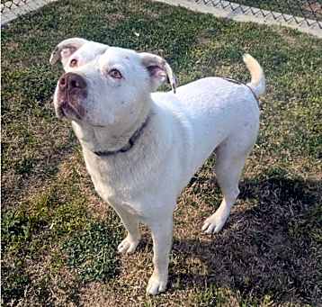 Photo of SAINT ★ Available NOW - ADOPTION or RESCUE!
