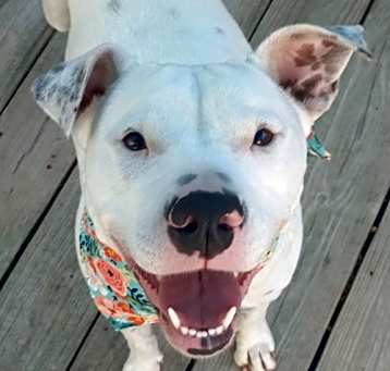 Photo of SUGAR