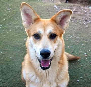 Photo of Darcy