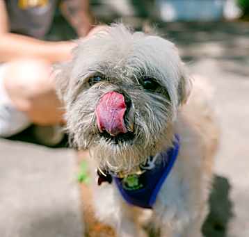 Photo of Clover IN FOSTER