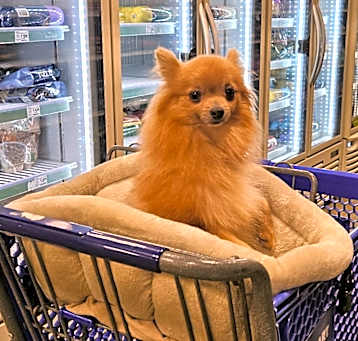 Photo of Foxie