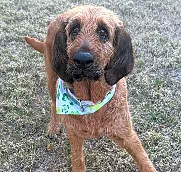 Photo of Goldie
