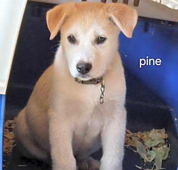 Photo of Pine Wood Litter