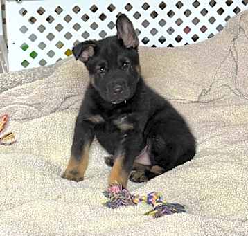 Photo of Puppy Schroeder