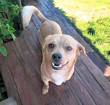Photo of Brownie