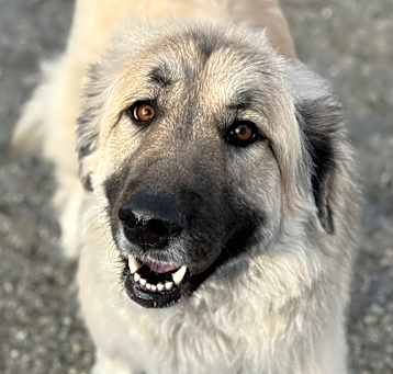 Photo of Freya