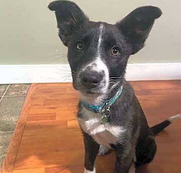 Photo of Muppet - Adoption Pending