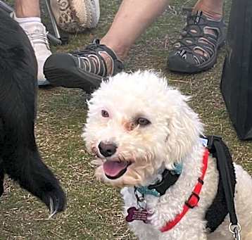 Photo of Champ