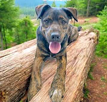 Photo of Samson
