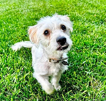 Photo of Zippy