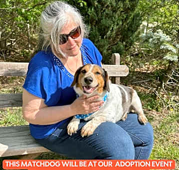 Photo of CLYDE  31 LBS 1-2 YRS  FOSTERED IN NJ