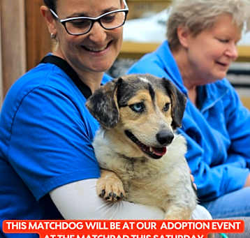 Photo of HAIDEN  24 LBS  1-2 YRS  FOSTERED IN NJ