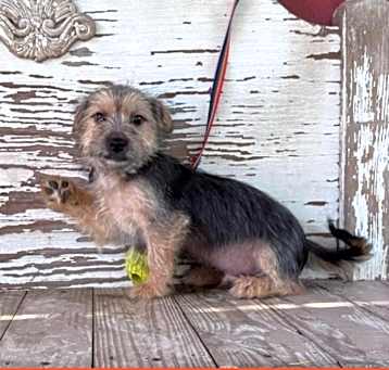 Photo of INDY  10 LB PUPPY   4-5  MOS  ARRIVING MAY 10TH