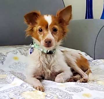 Photo of RIVER  10 LBS  SENIOR FEE $250  FOSTERED IN NJ
